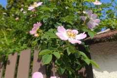 IMG-20250602-WA0036